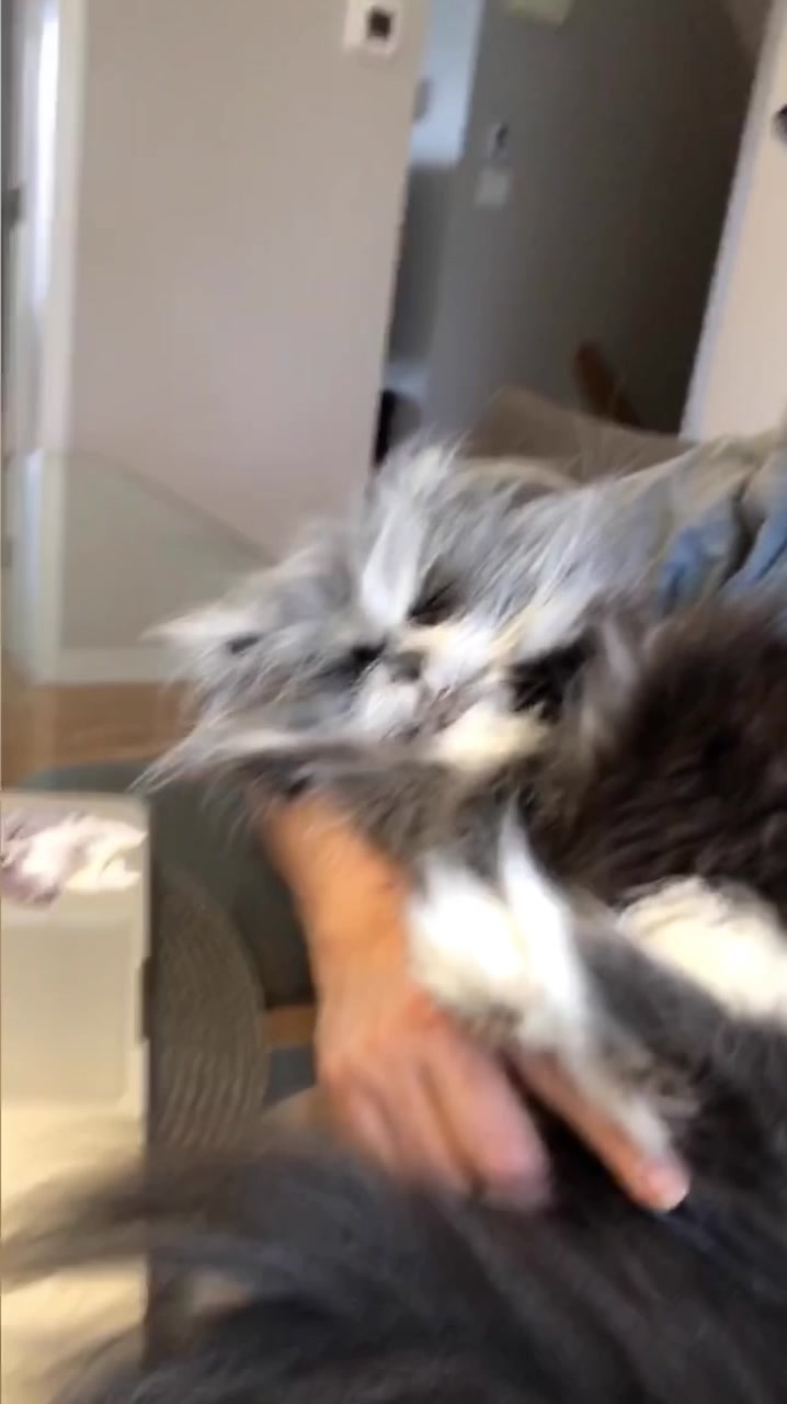 @atchoumthecat