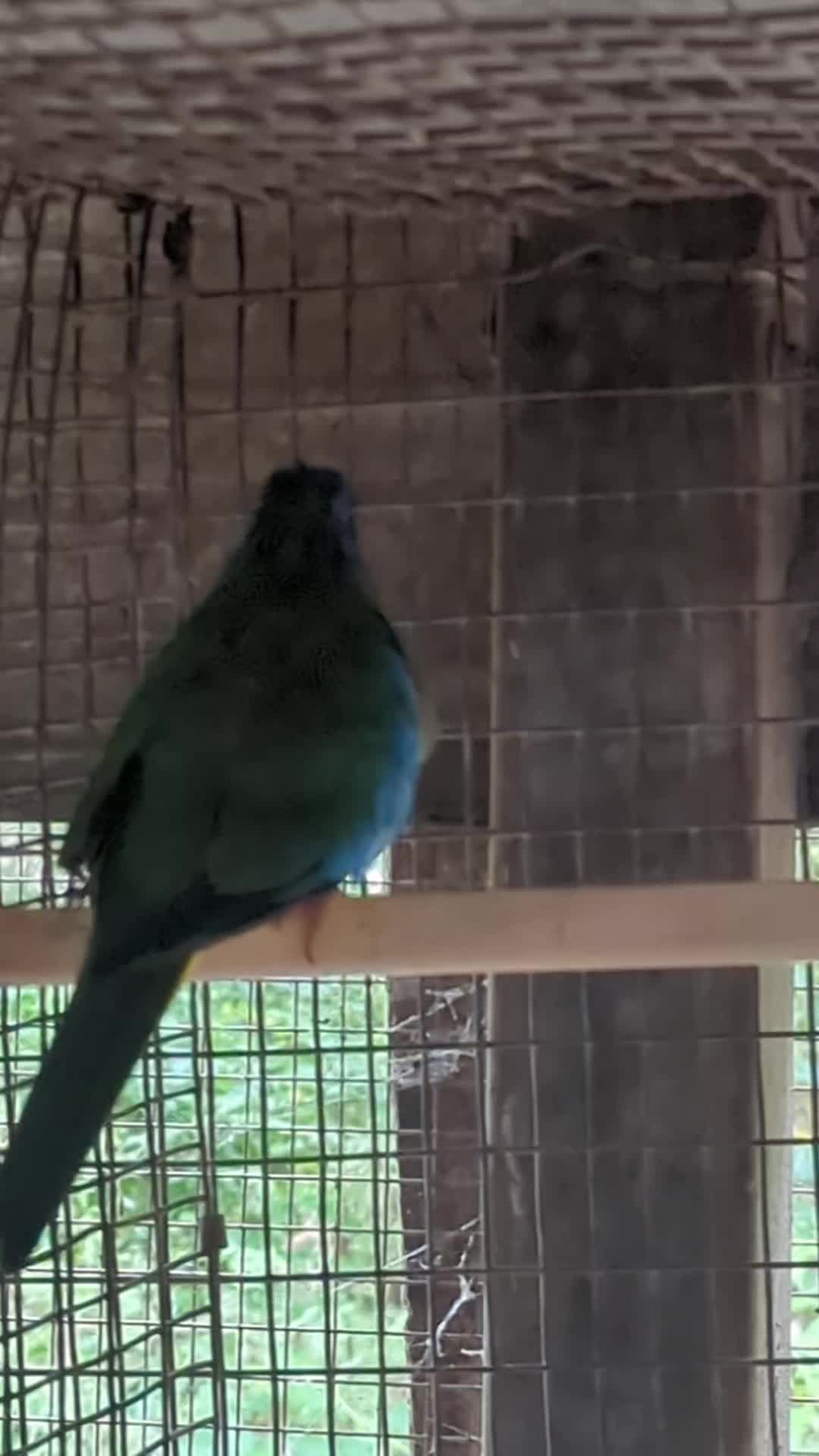 @Daybird Aviaries