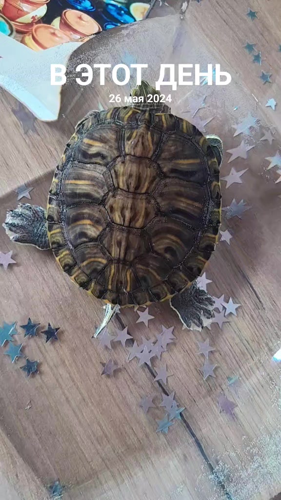 @Айкуш Аведисовна Маркосян