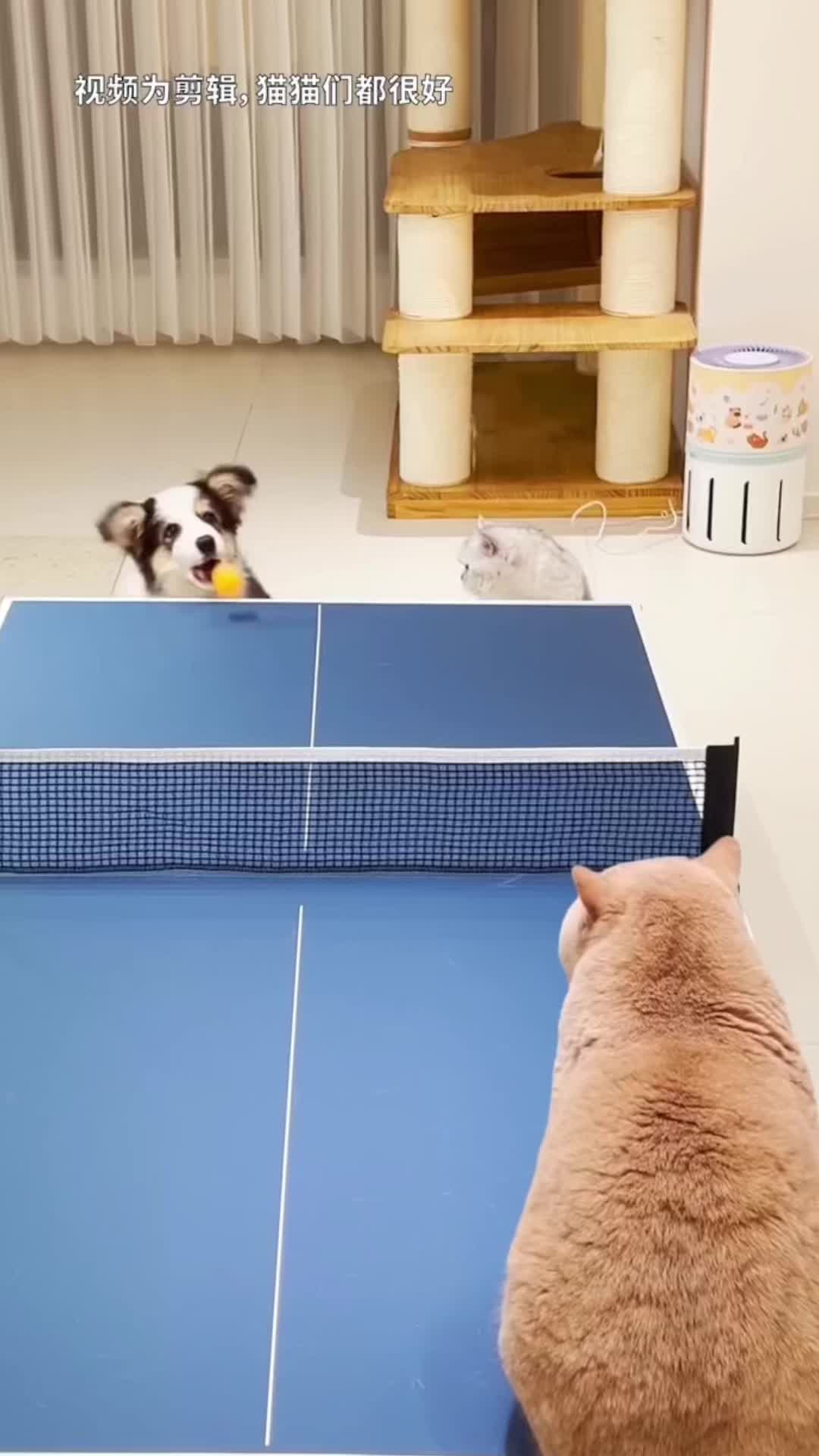 @🤣Cute Funny Pets🤣