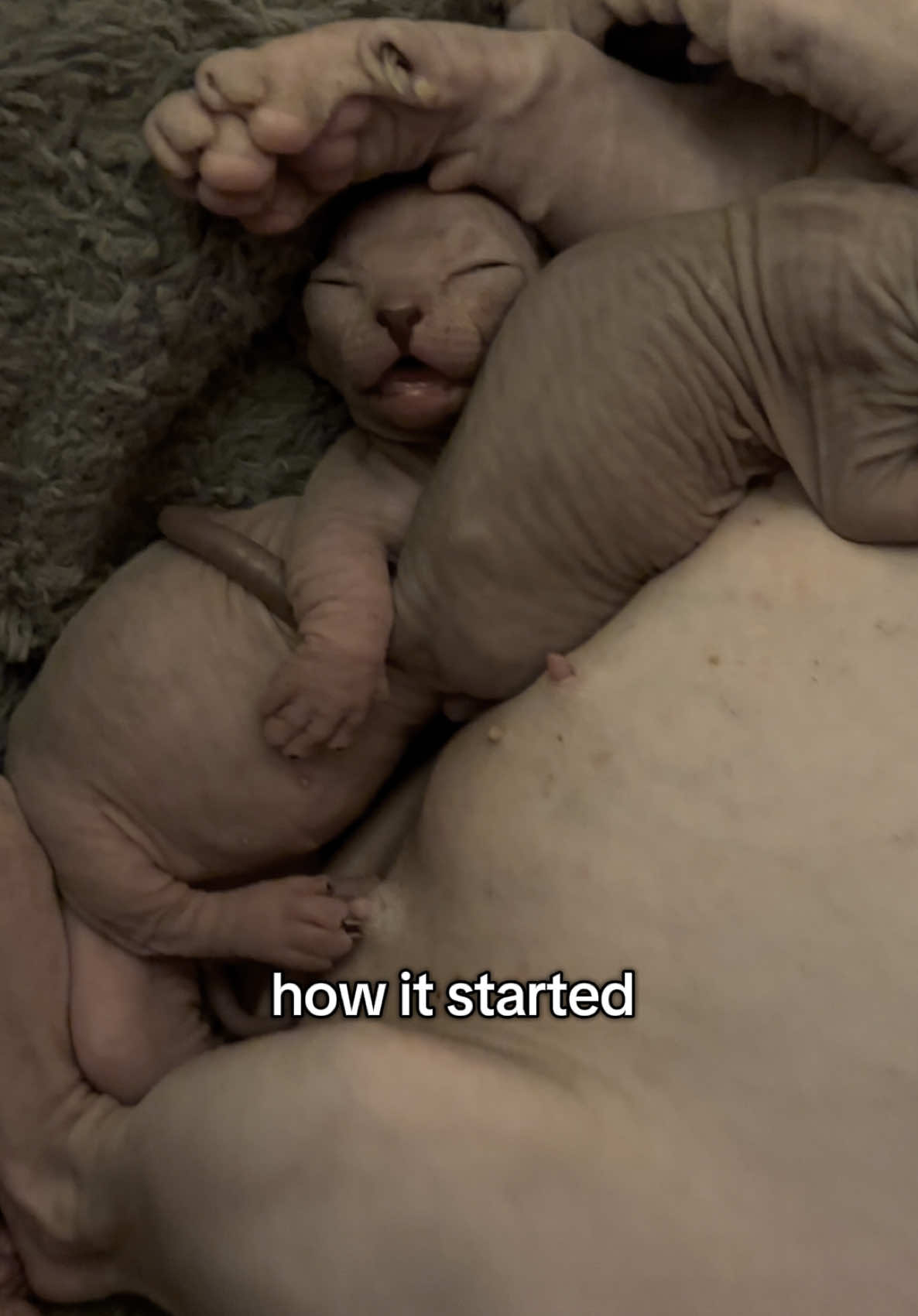 @famoussphynx