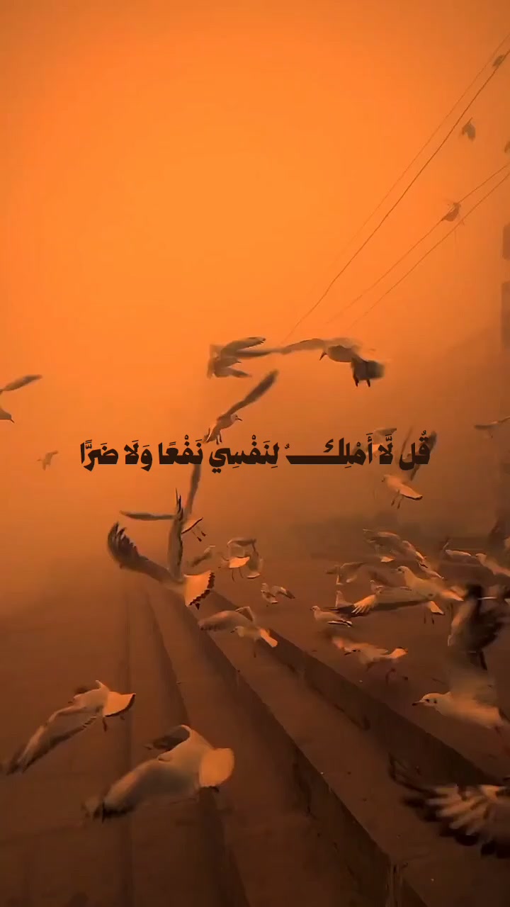 @mahmoud