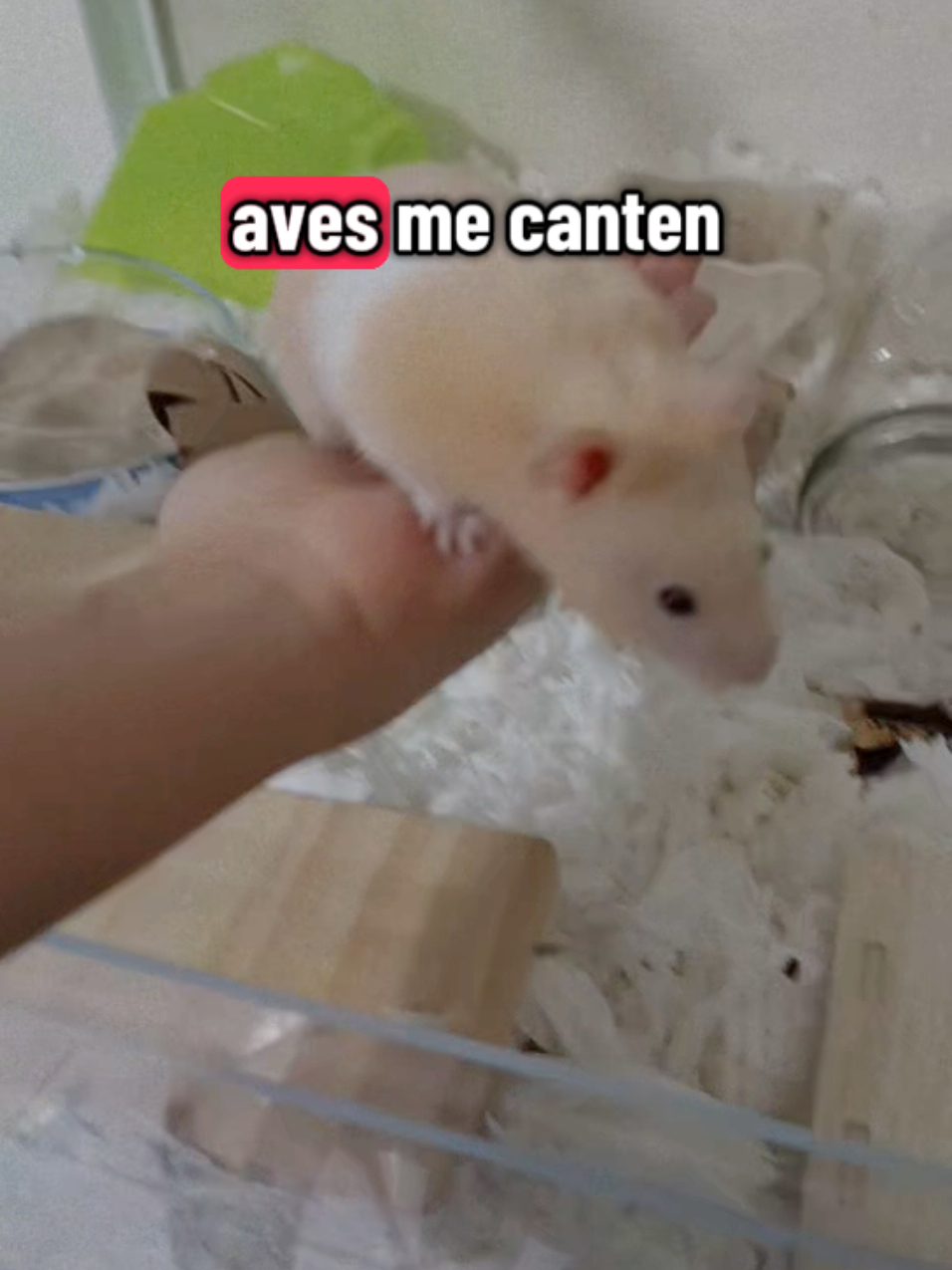 @Diariodeunhamster❤️🐹