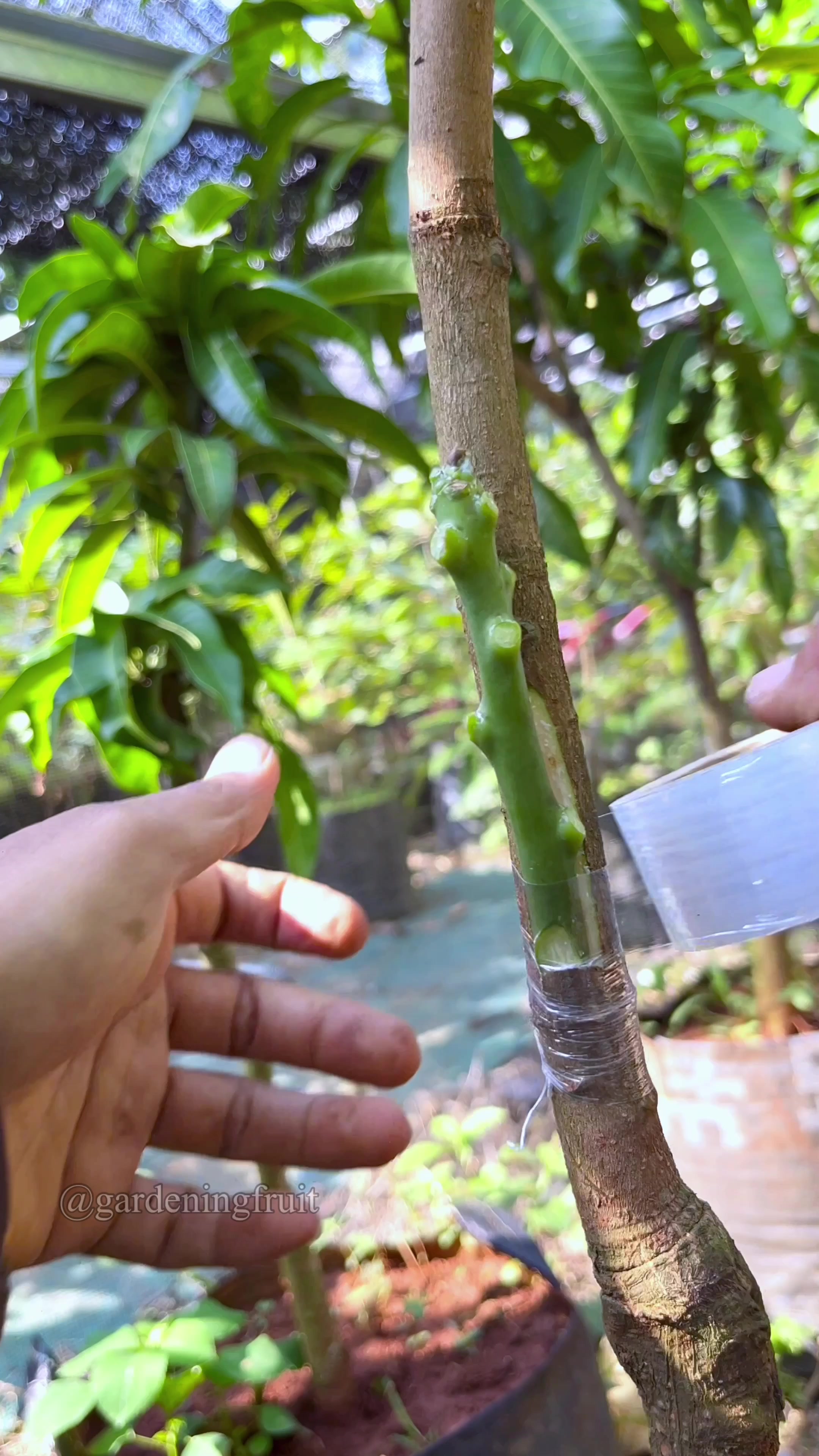 @GardeningFruits
