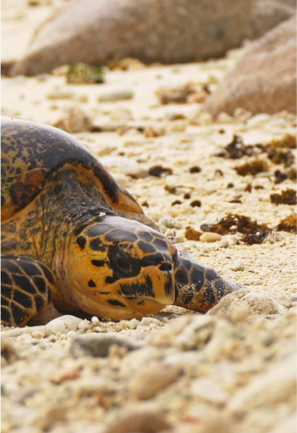 @Kai Meyer | Wildlife Filmmaker