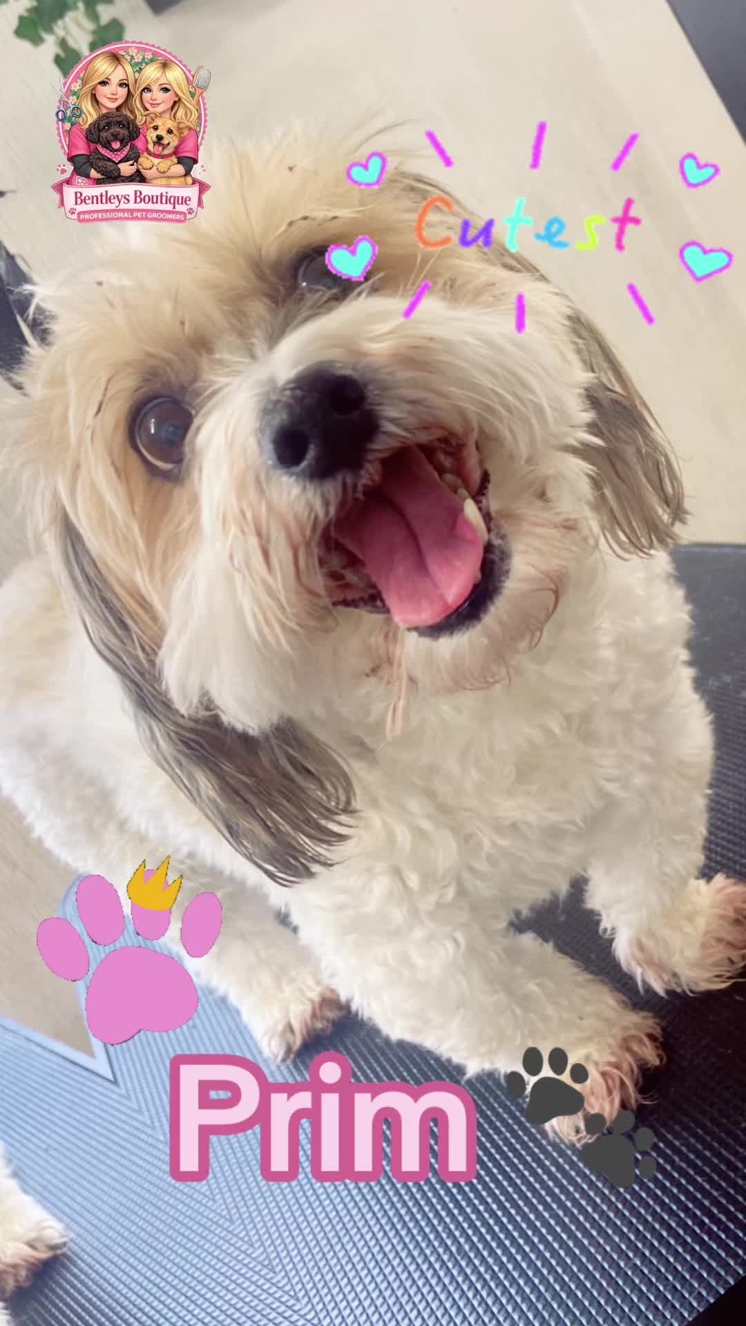 @Bentleys Boutique Pet Groomers