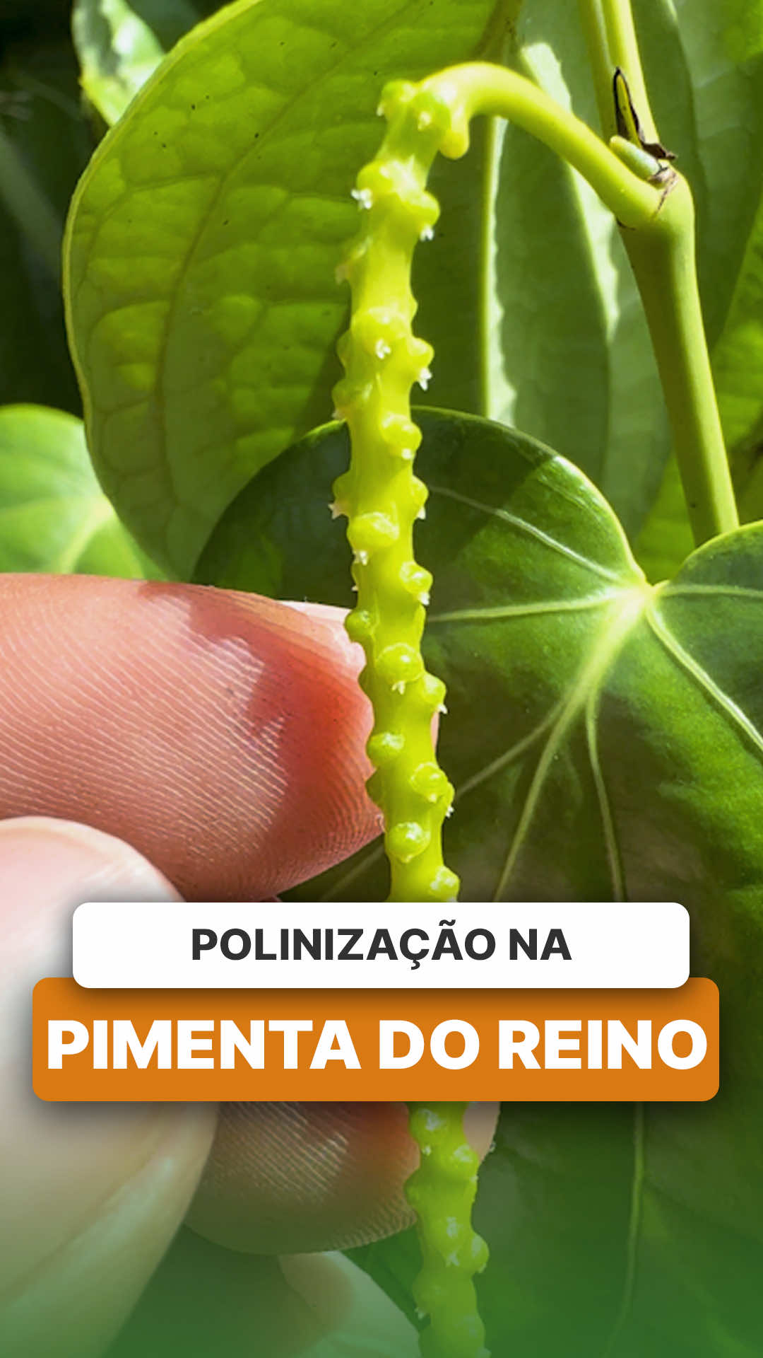 @ViveiroProMudas