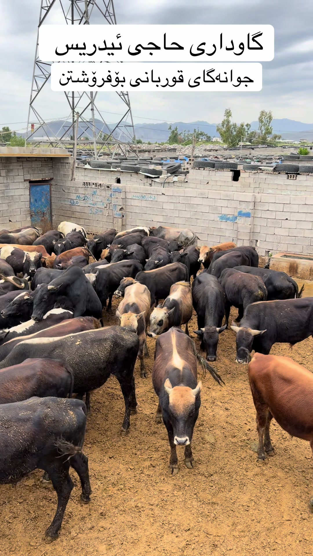 @مەیدانی ئاژەڵانی محمد 🐄🐂