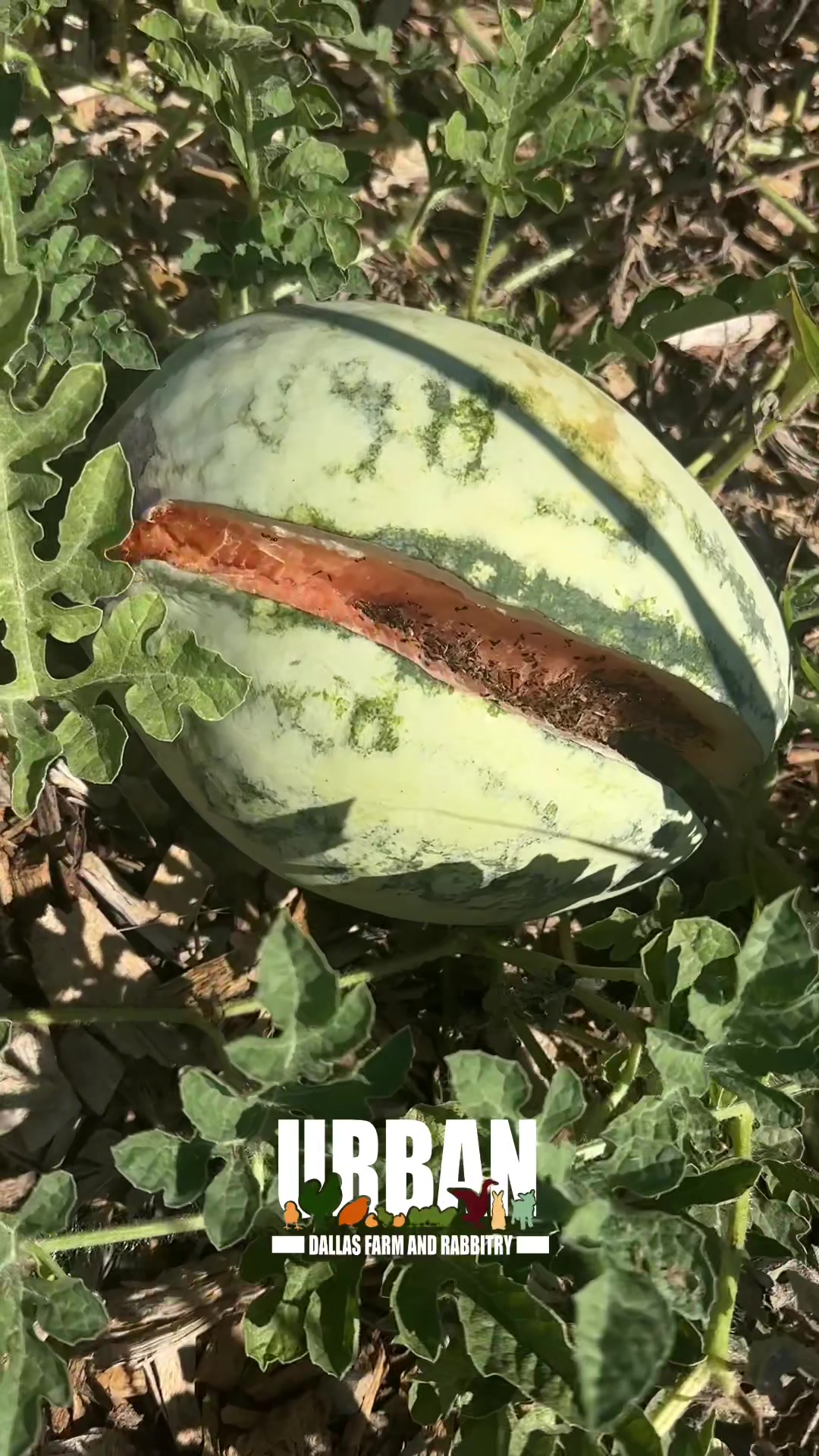 @Urban Dallas Farm