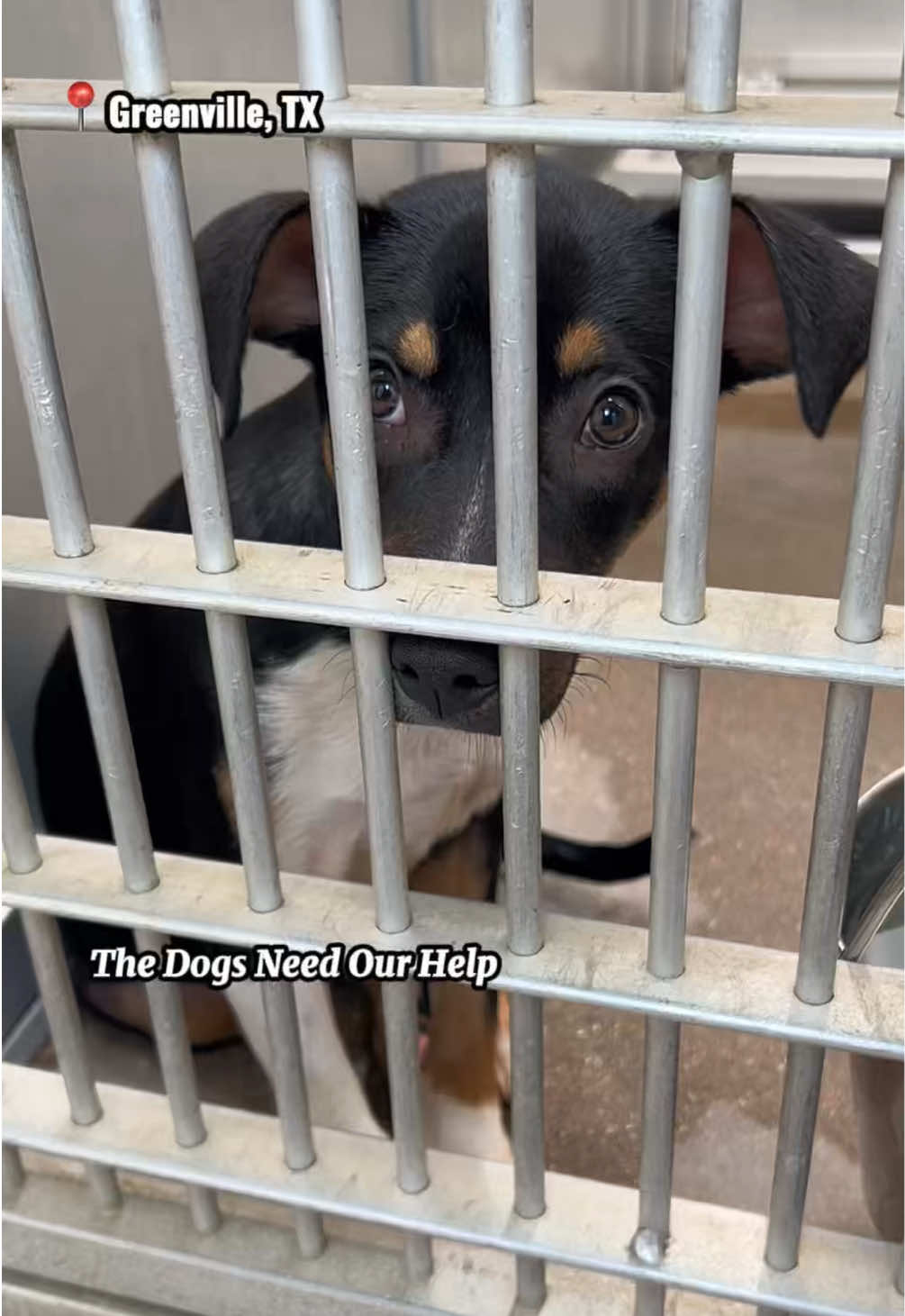 @The Dogs Need Our Help