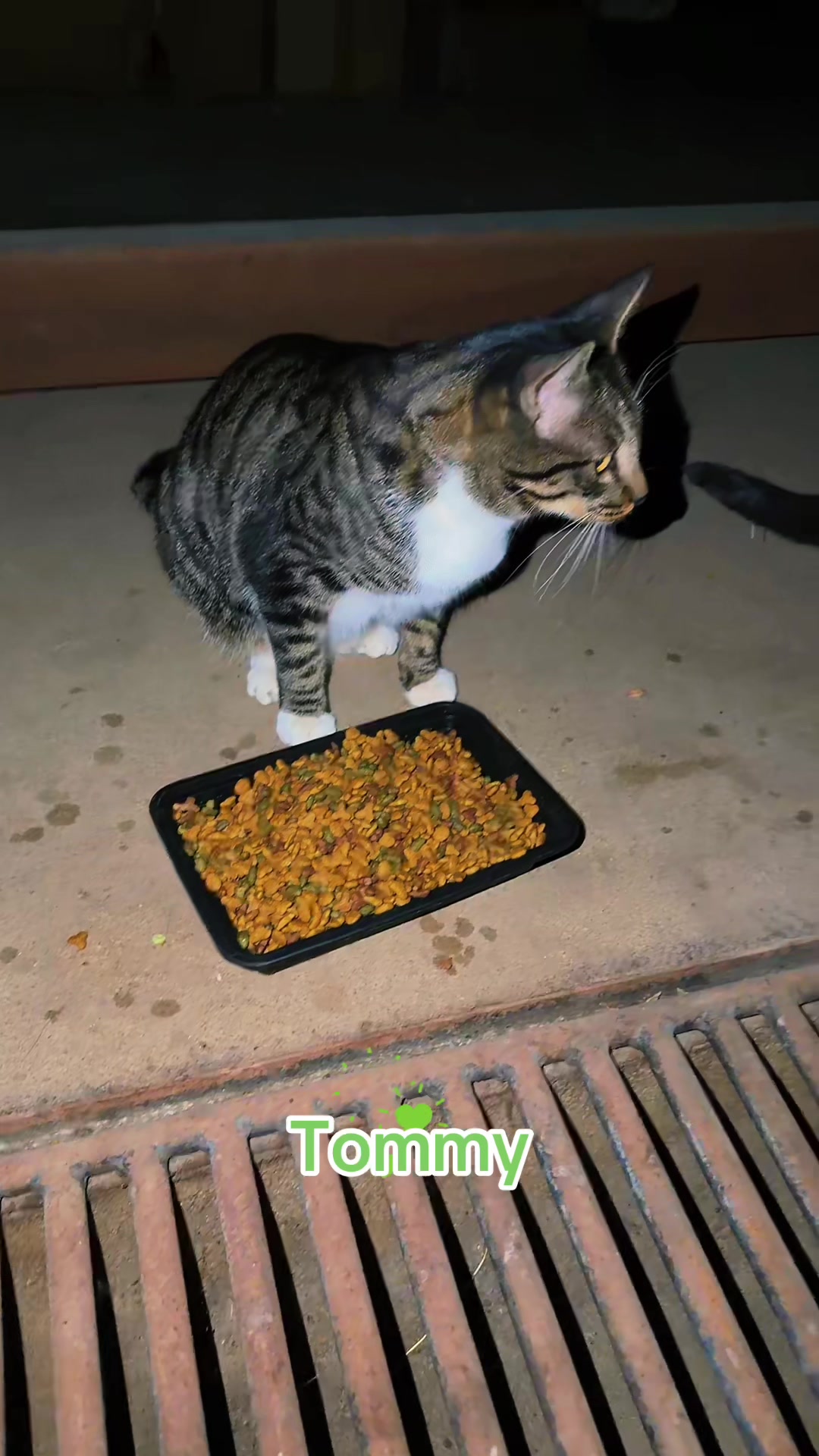 @Amri Gatitos