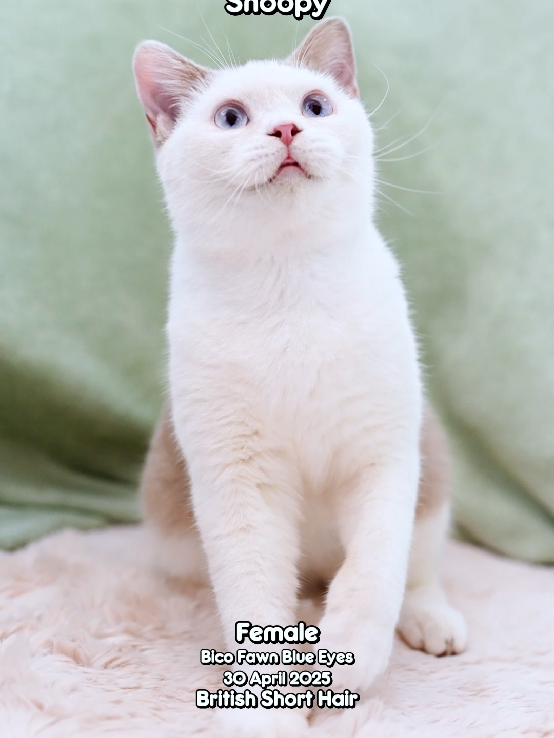 @dutchthebritishcat