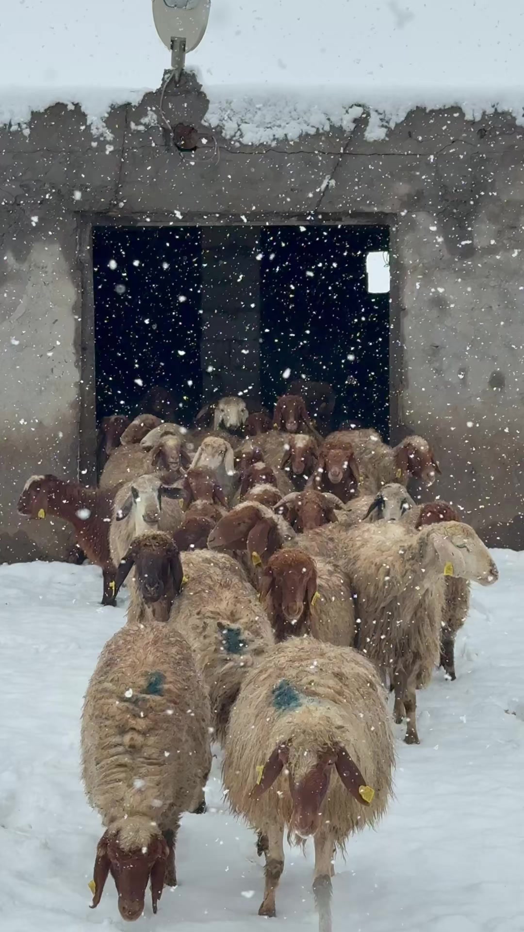 @Metin Güven