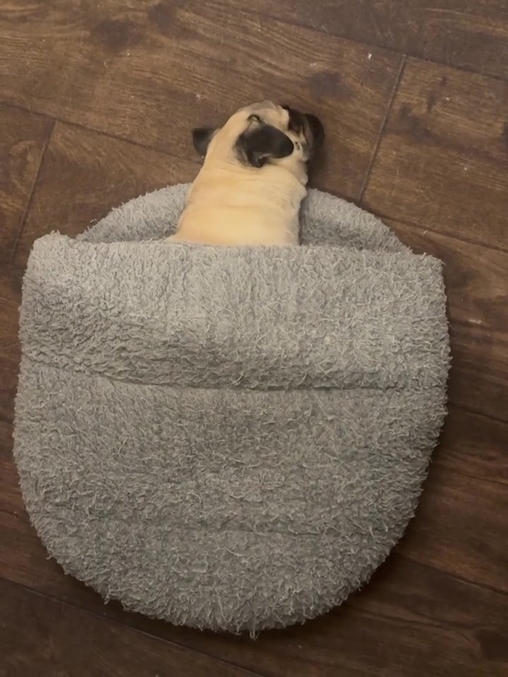 @Pug Puppies world 🐶❤️