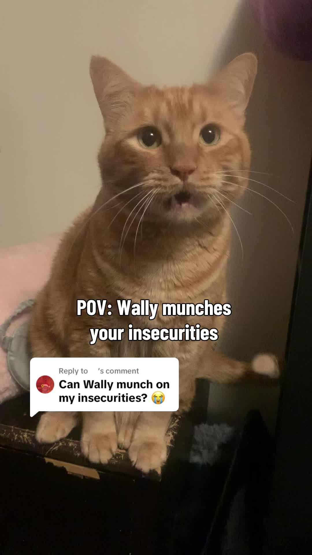 @diycatgeek (Wally & Howl)