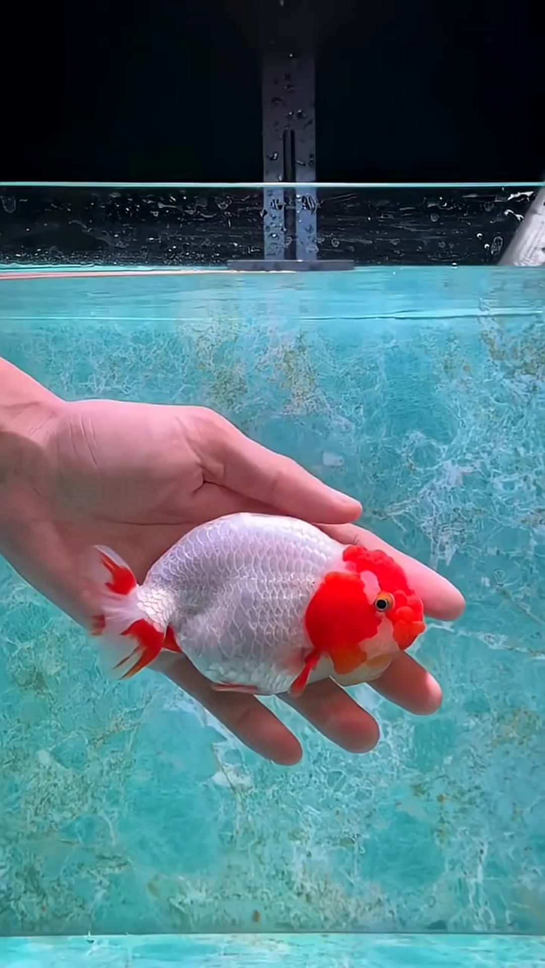 @𝕂𝕚𝕟𝕘 𝔾𝕠𝕝𝕕𝕗𝕚𝕤𝕙 3