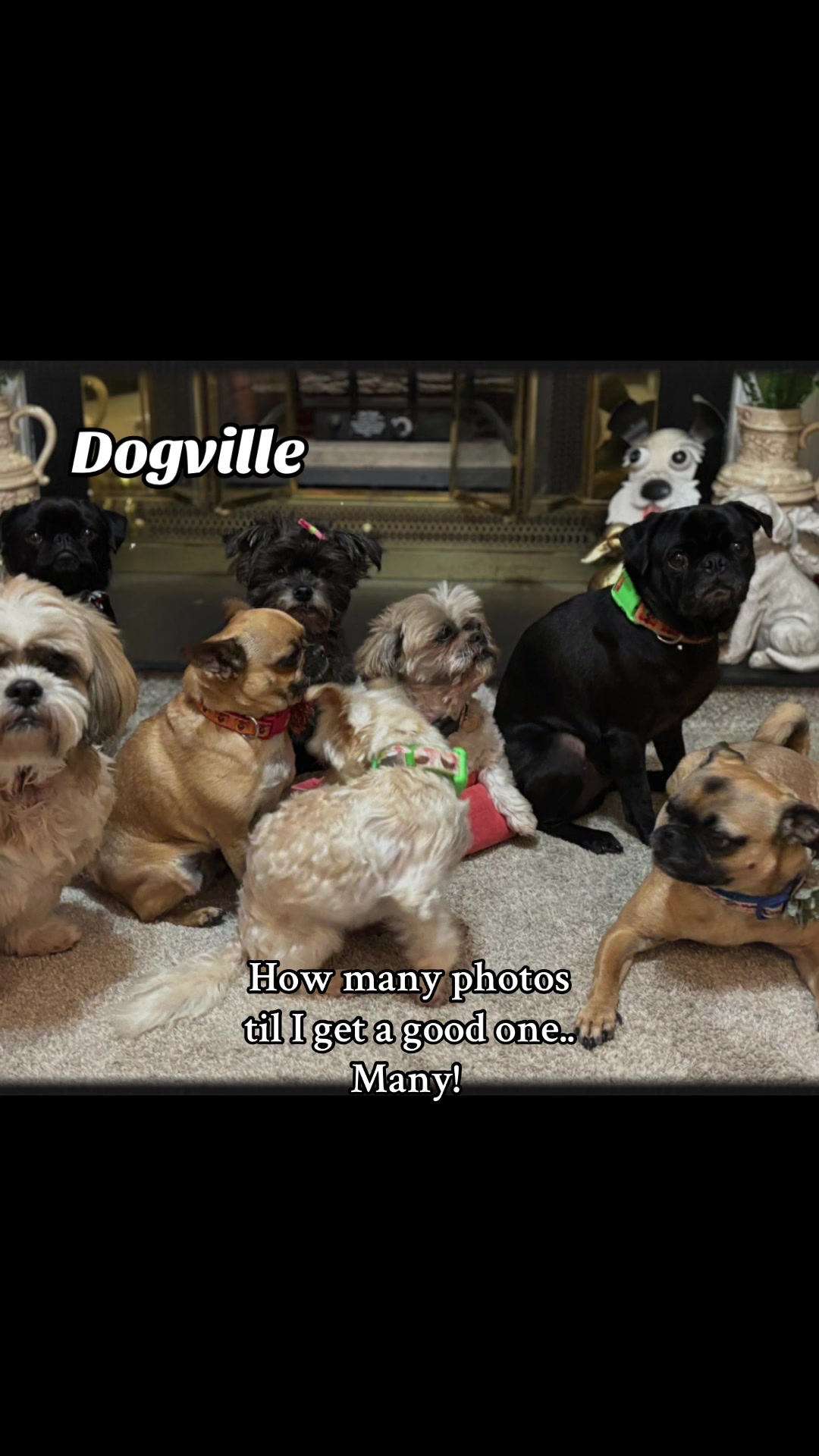@Dogville | 8 Rescue Dogs 🐾