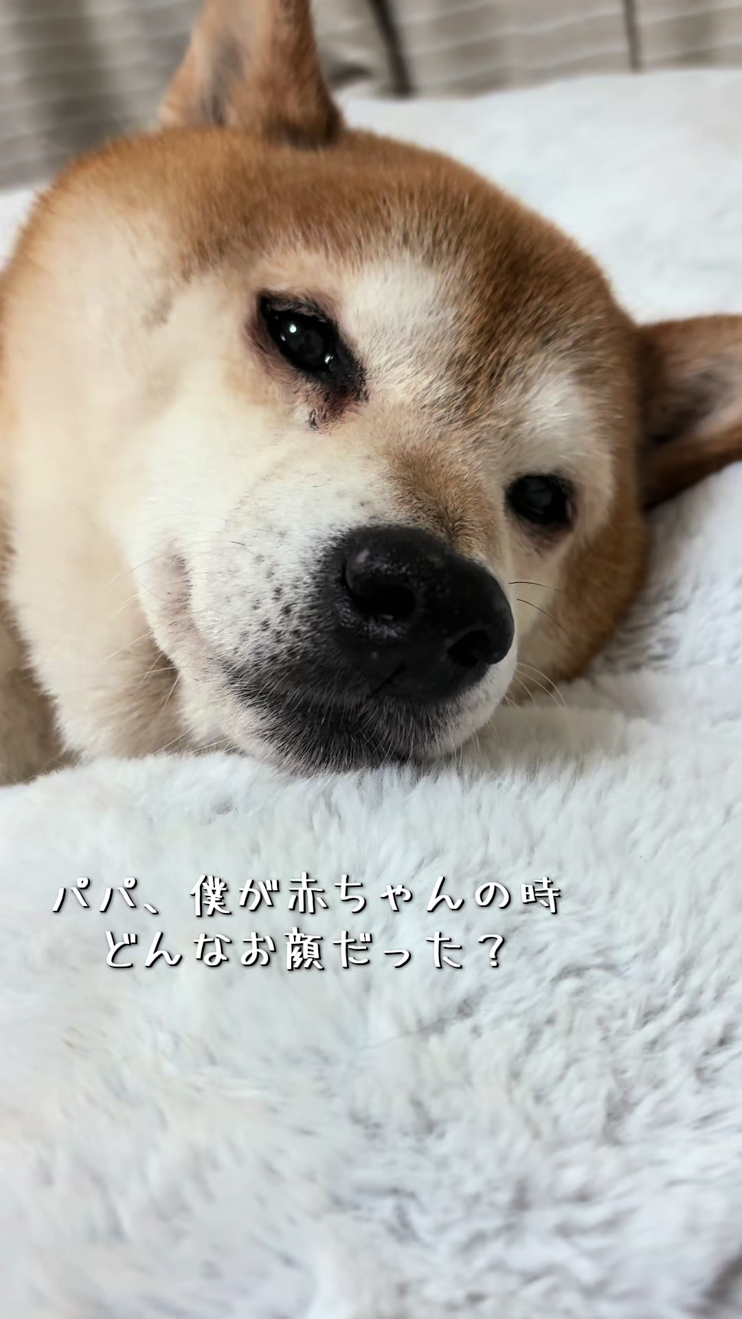 @ムックパパ🔶🐾