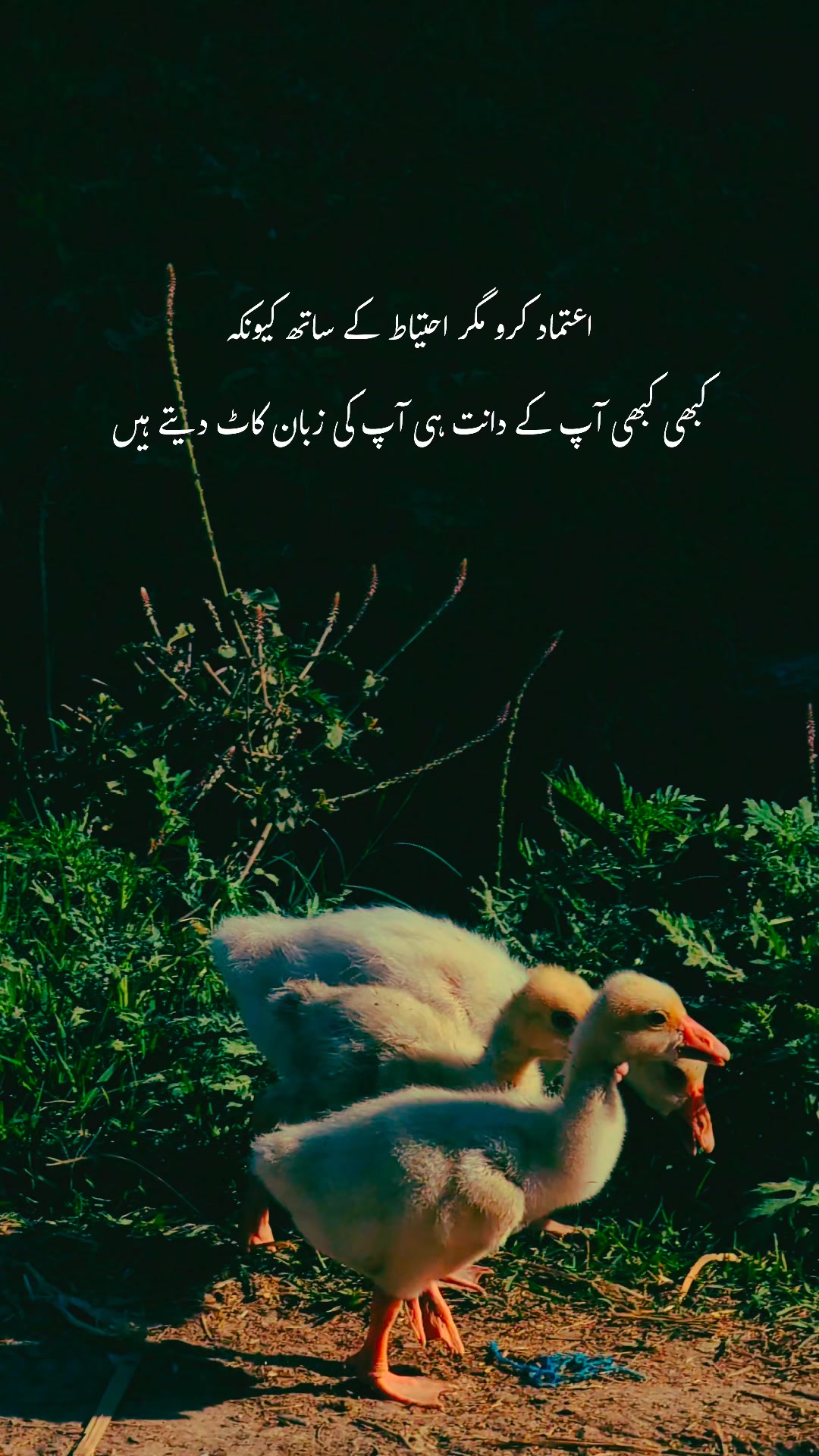 @ــــہہـ٨ــ&hearts;️ـــہہـ٨ـ