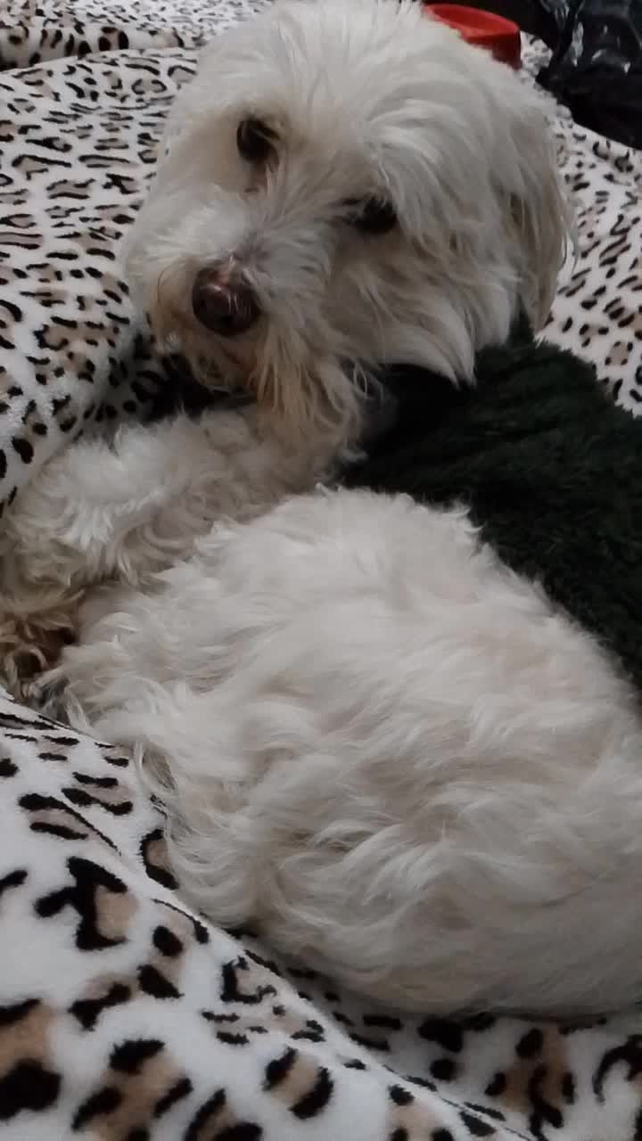 @Sr. Tom&aacute;s 💙🐶💚
