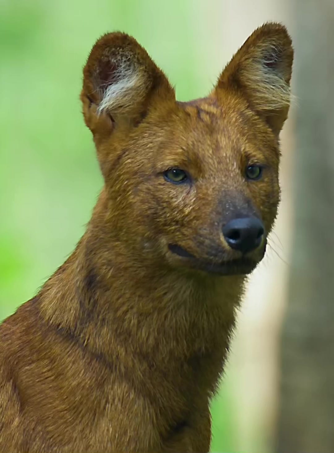 @look animals