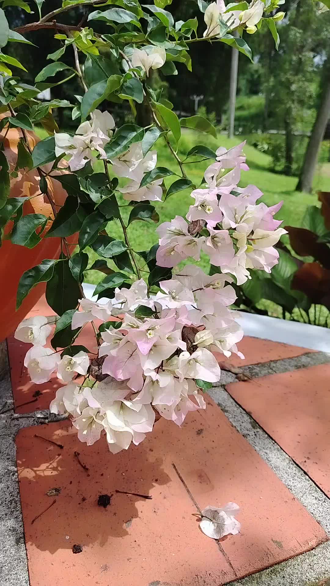 @Mery🥰🌹🌷