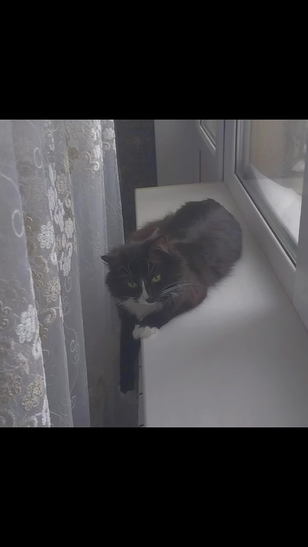 @лилац ∅ (котик хлыщ)