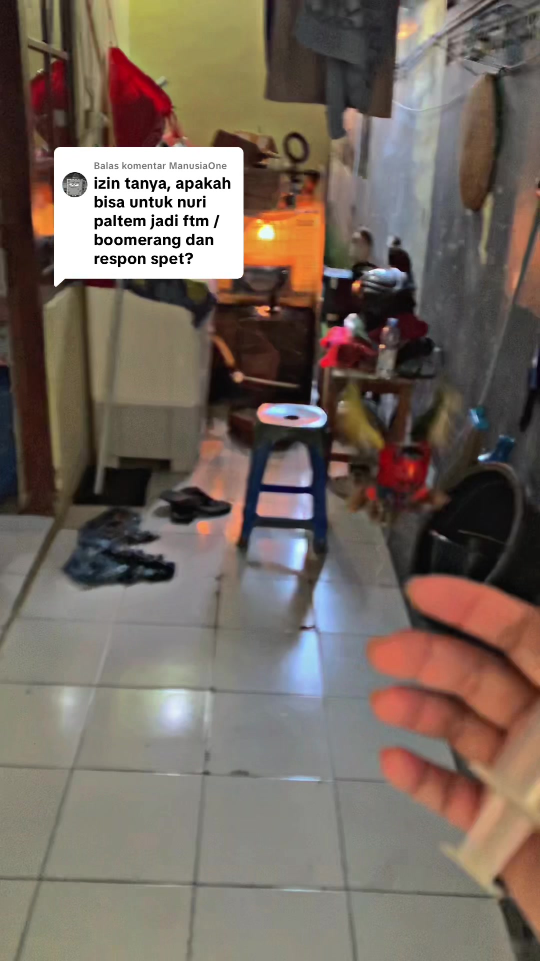 @Seputar Burung Free Fly