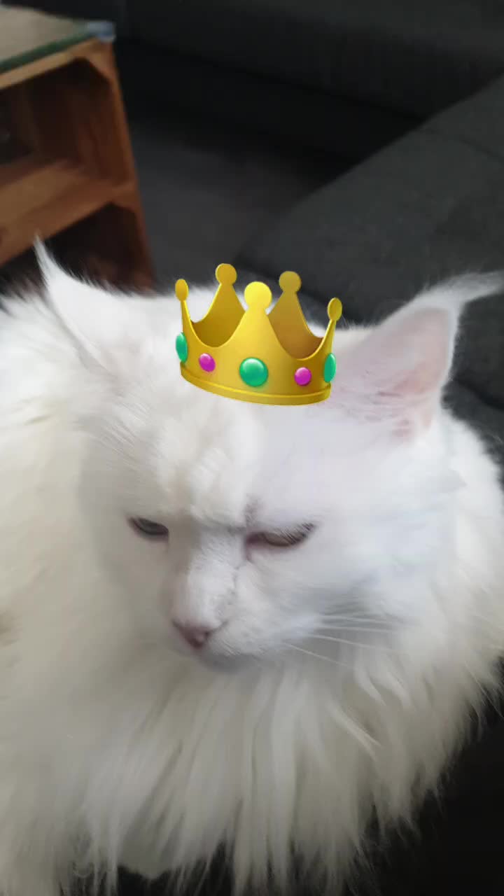 @Linni👱♀️_Luna🐈