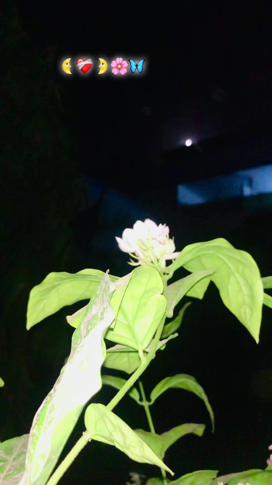 @❣️مسکان ❣️