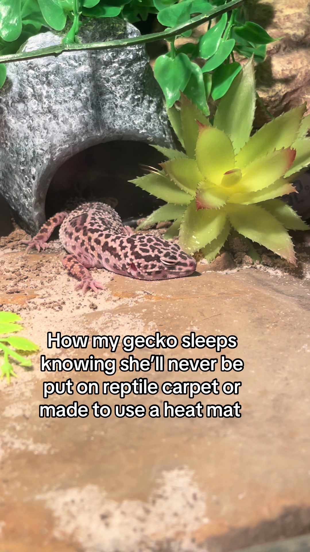 @Mika🦎