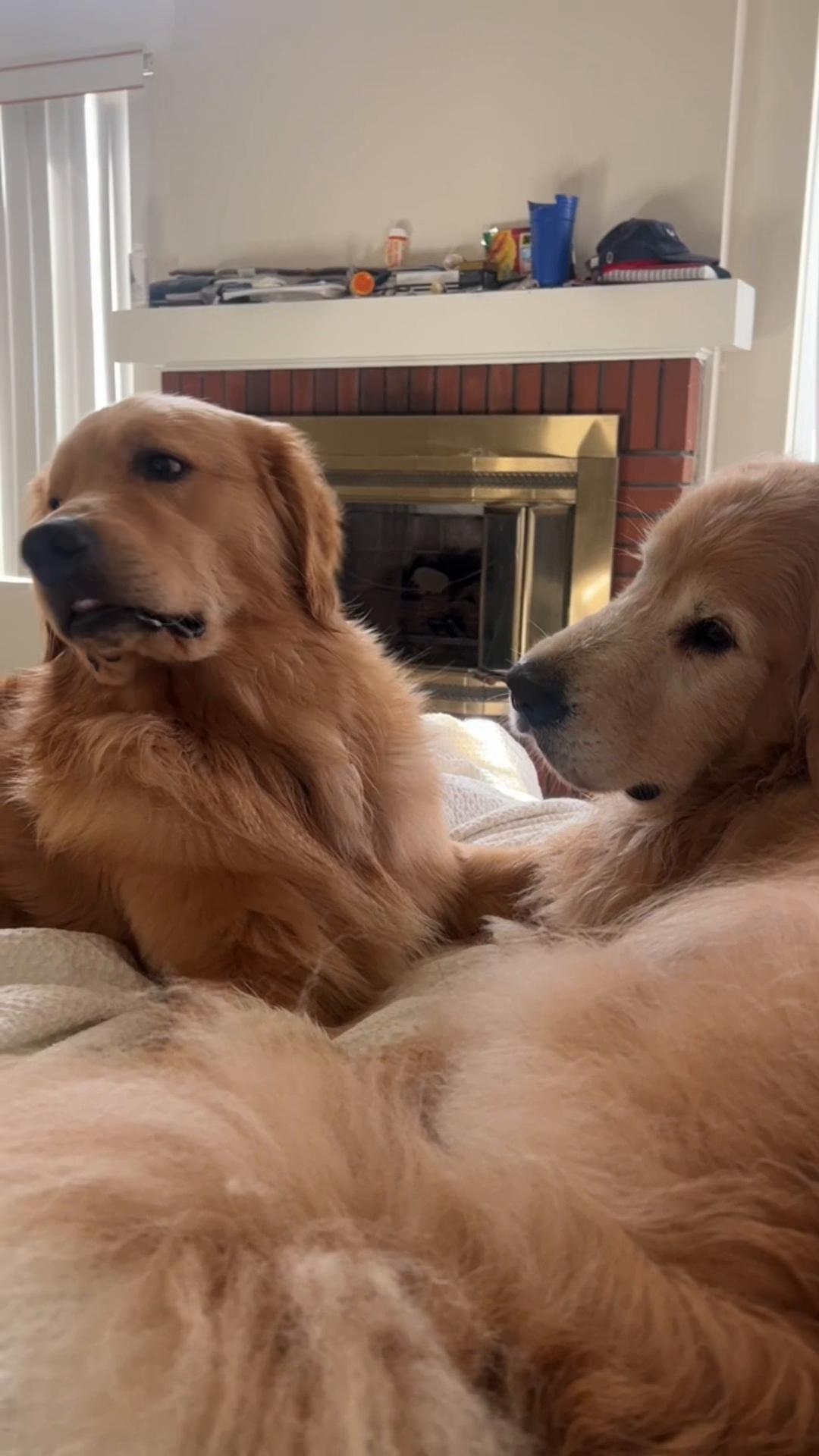 @Anna | Golden Sniffs