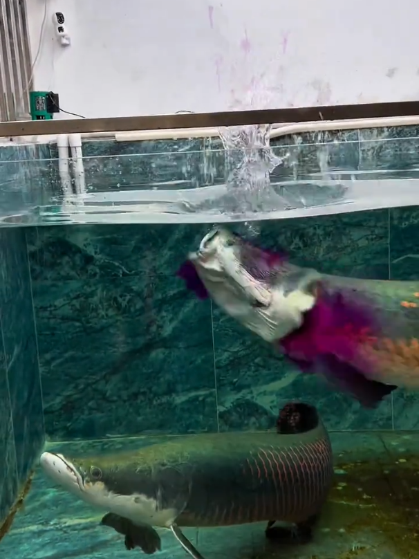 @Monsterfishkeeper