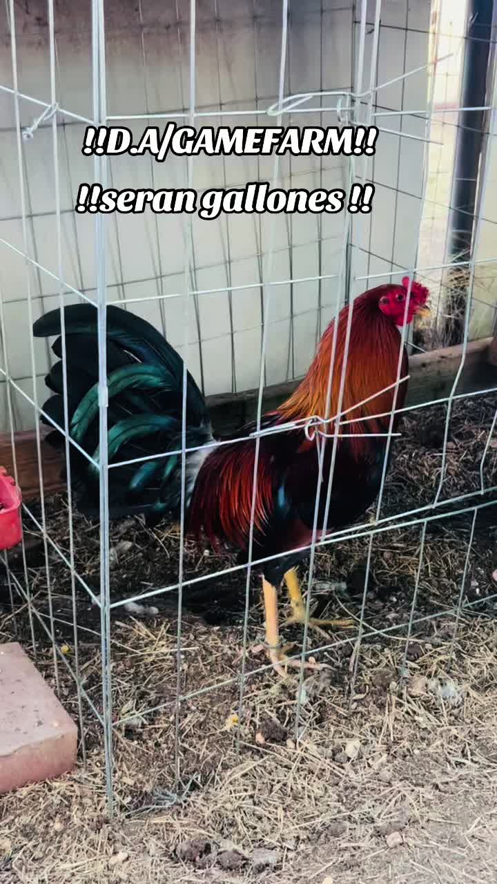 @DAgamefarm