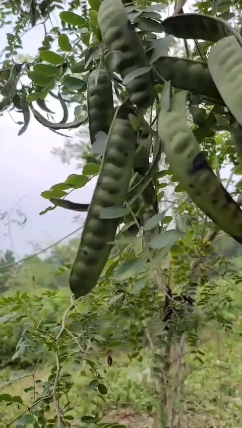 @Nh&agrave; Vườn Vũ Mai