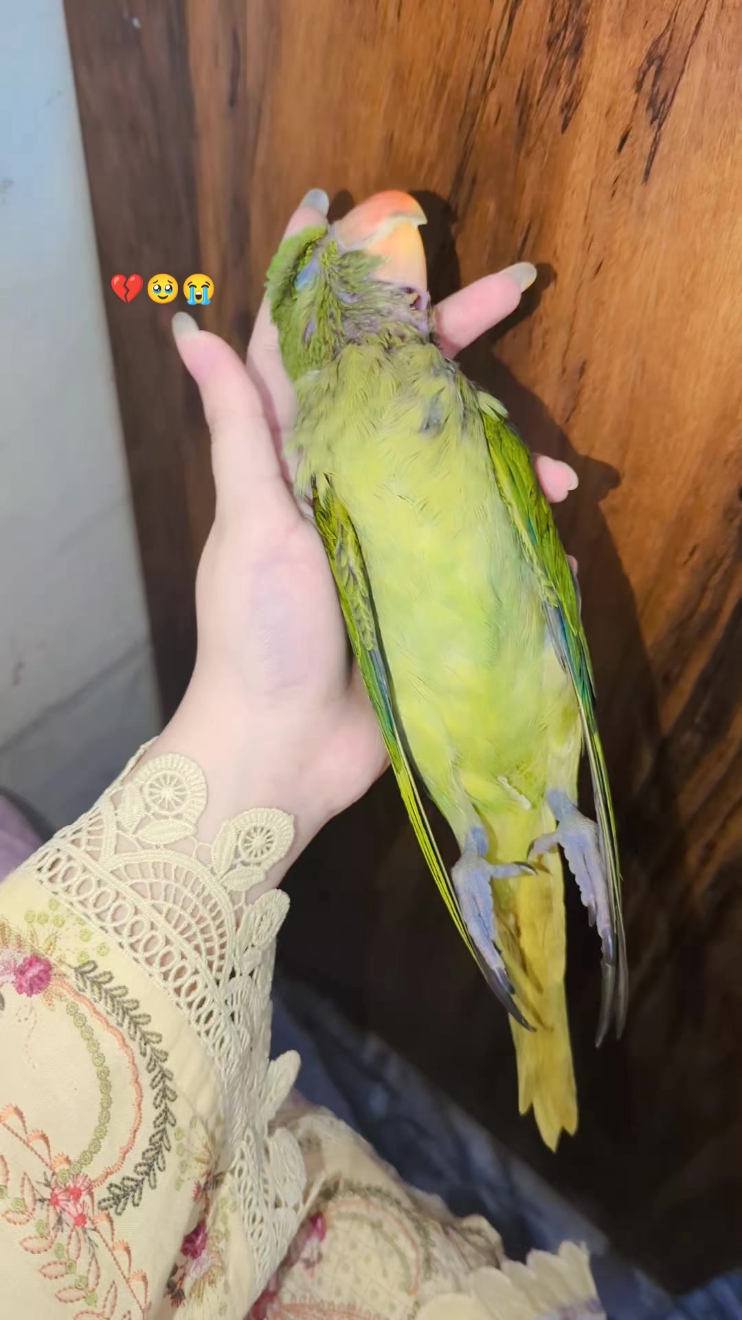 @ALisHâ KHäN 🎀🕊️