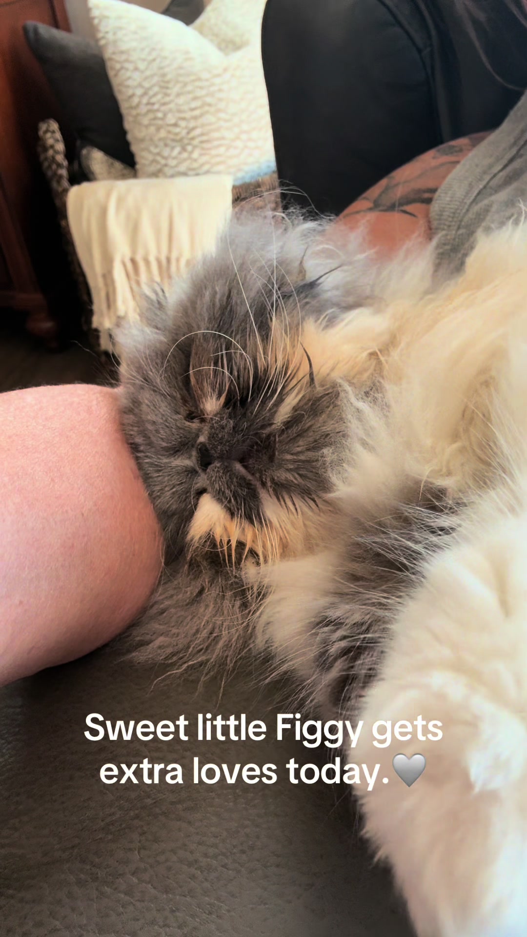 @Biscotti & Figaro