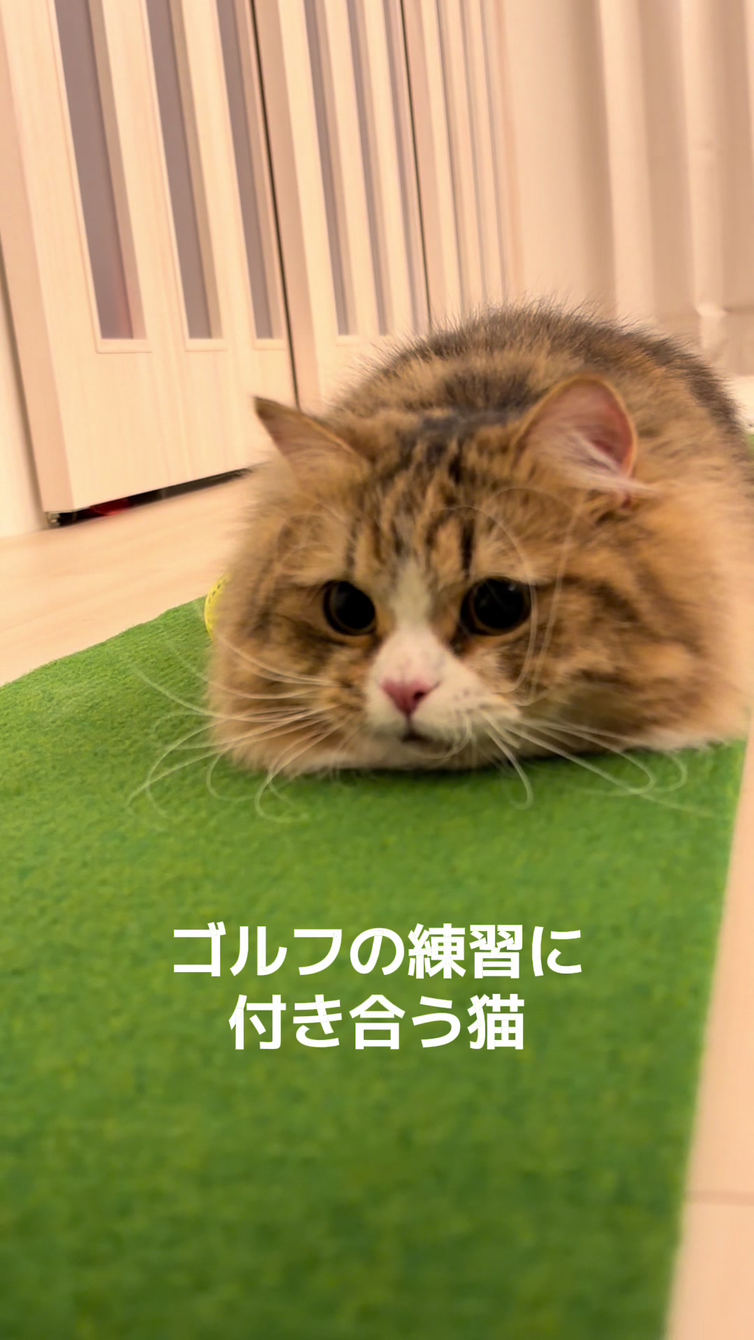 @ミヌエットのチャム
