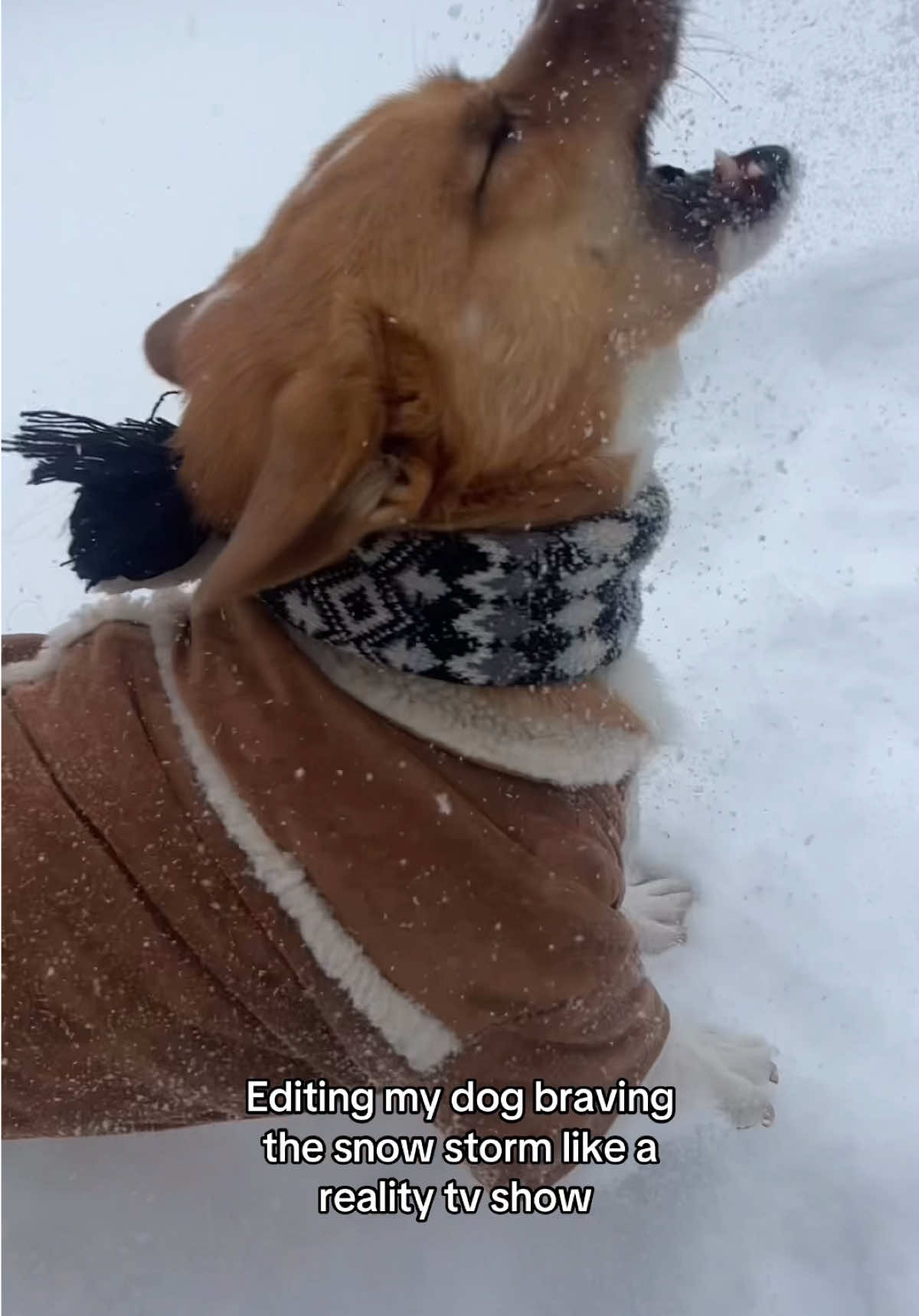 @Cosmo The Cute Corgi