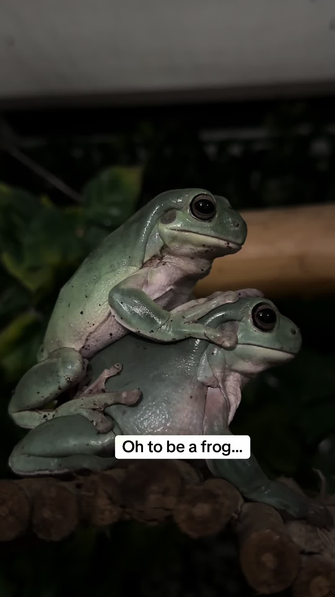 @frogsandoddities
