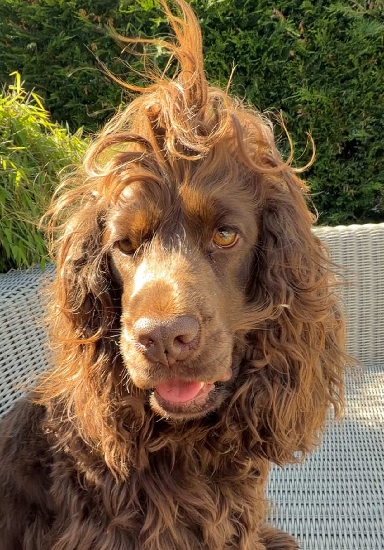 @Yoshi_der_Schokococker