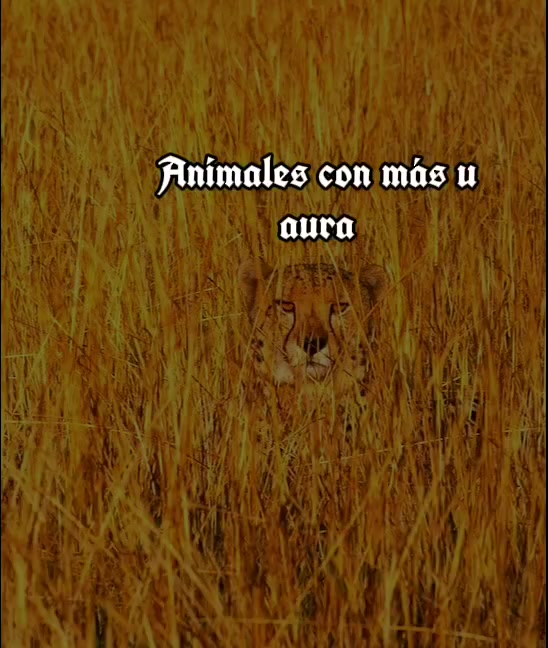 @Enrique Said