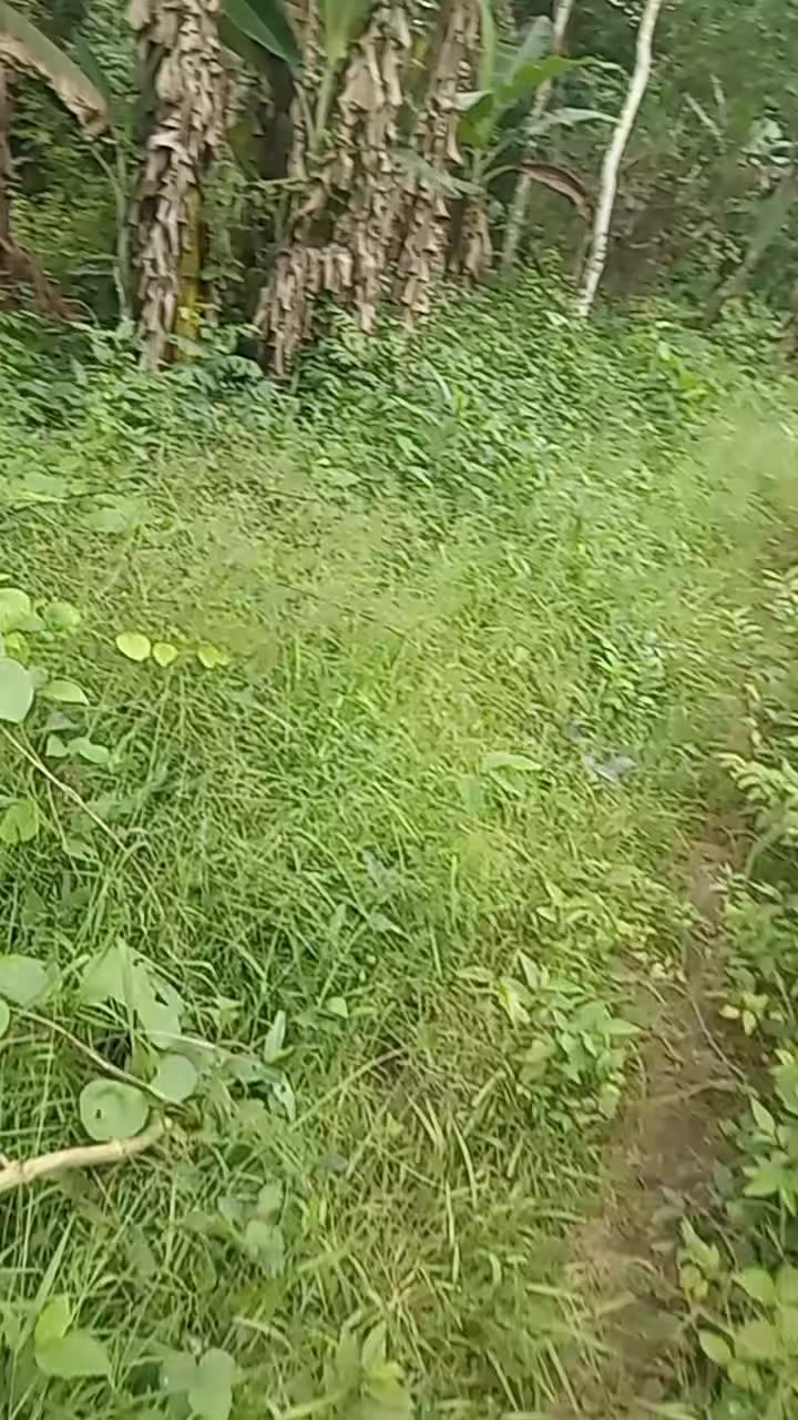 @Kihto