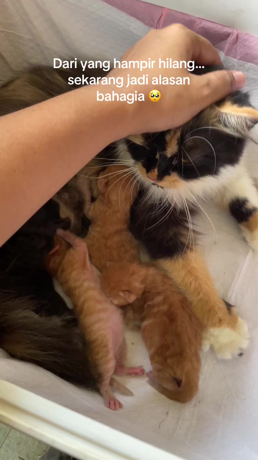 @Meow family