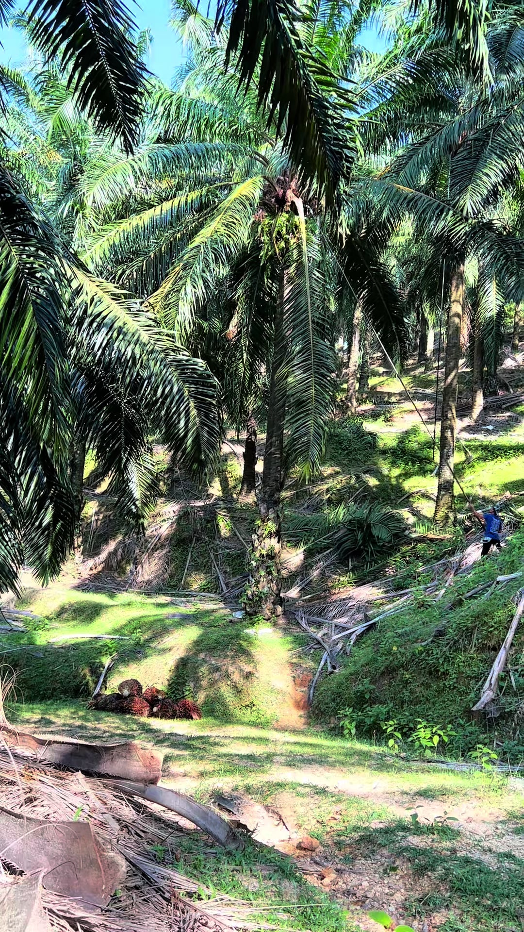 @Harry palm oil
