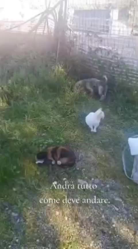 @ELETTRA L'ANIMALISTA