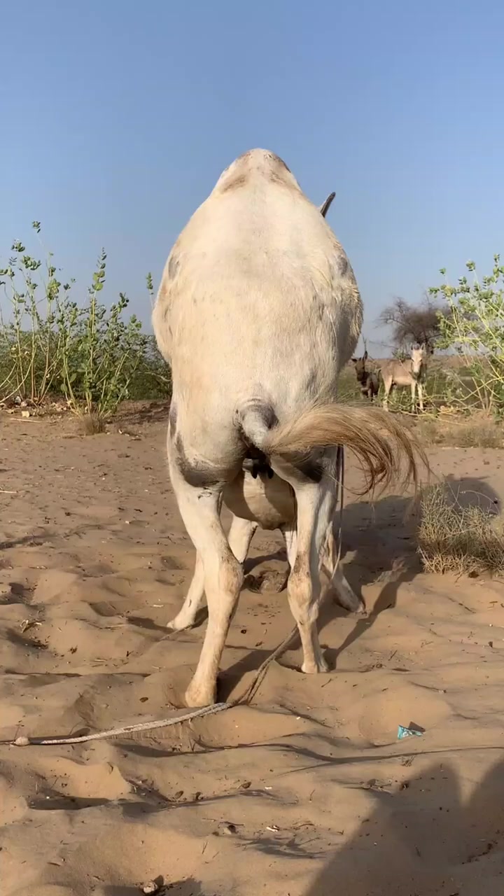 @animals053