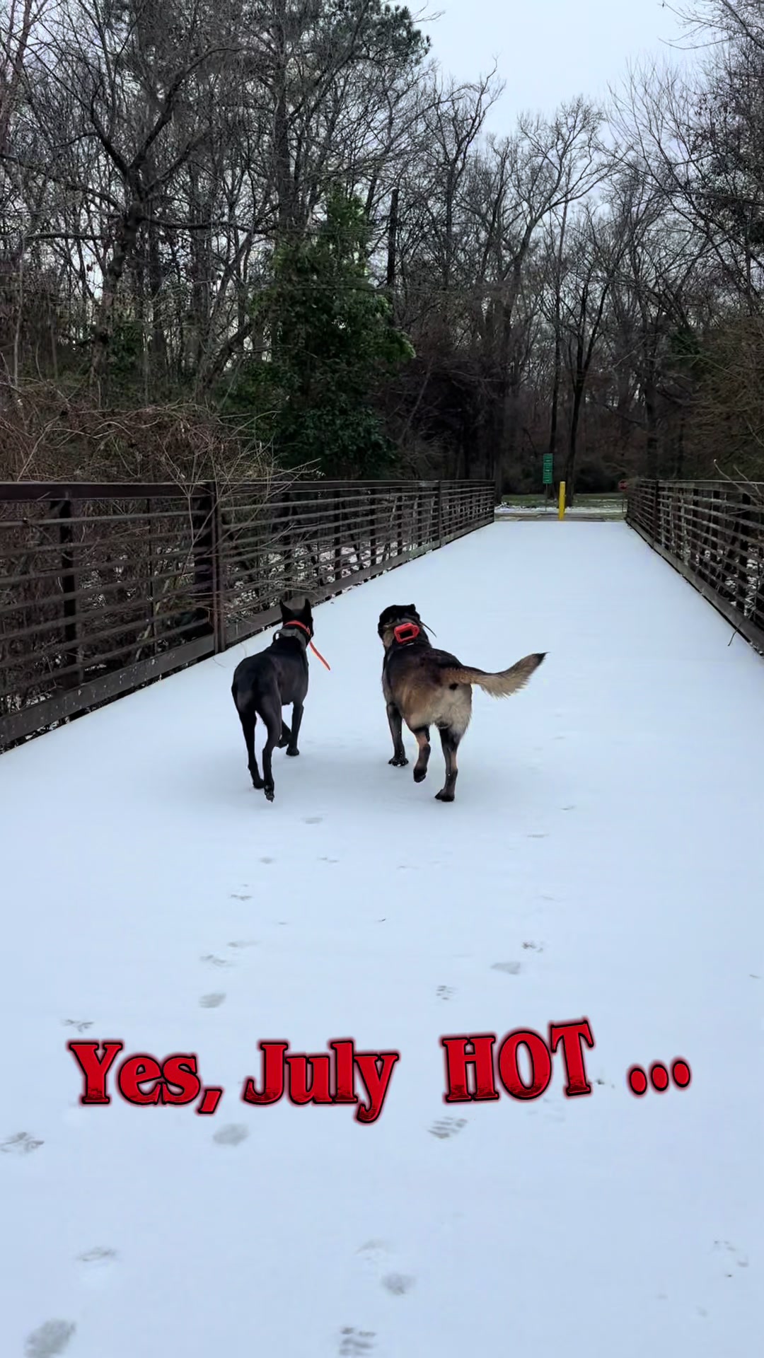 @Malinois Raptor