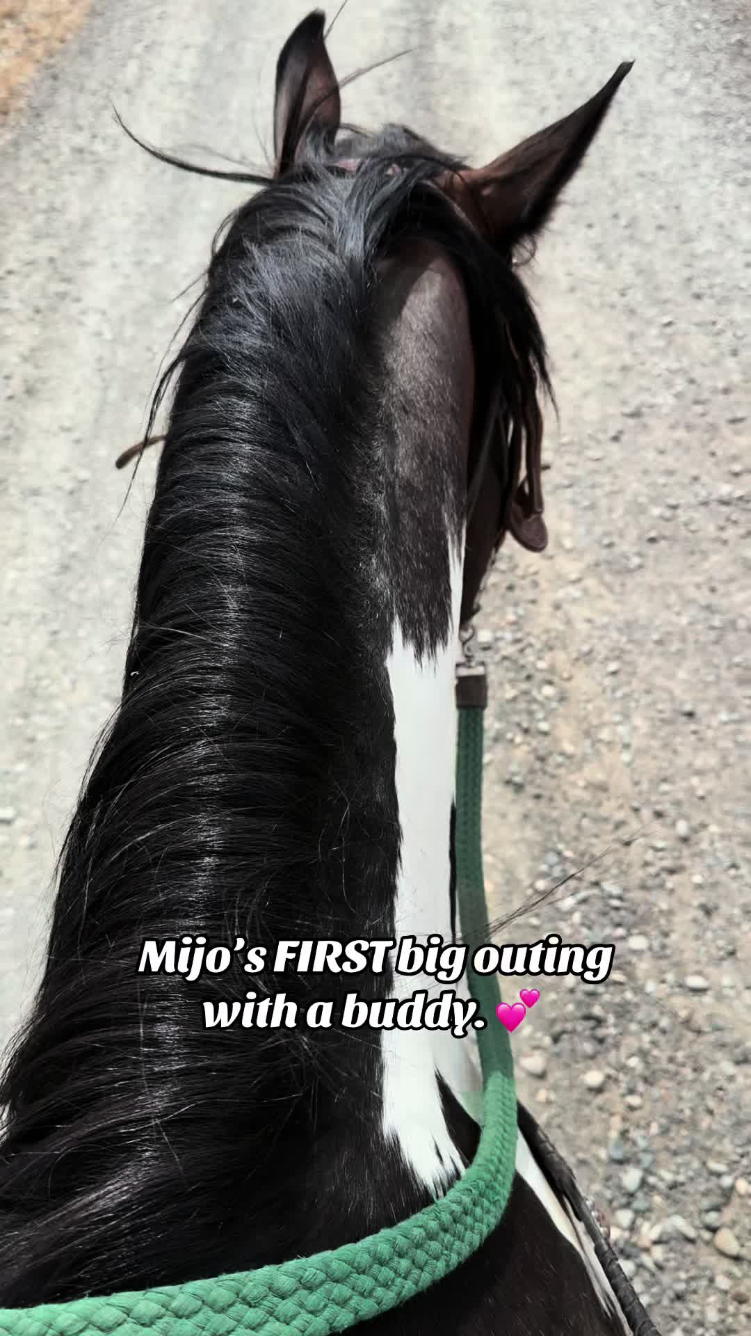 @Cowgirl Tuff Colt Training ❤️