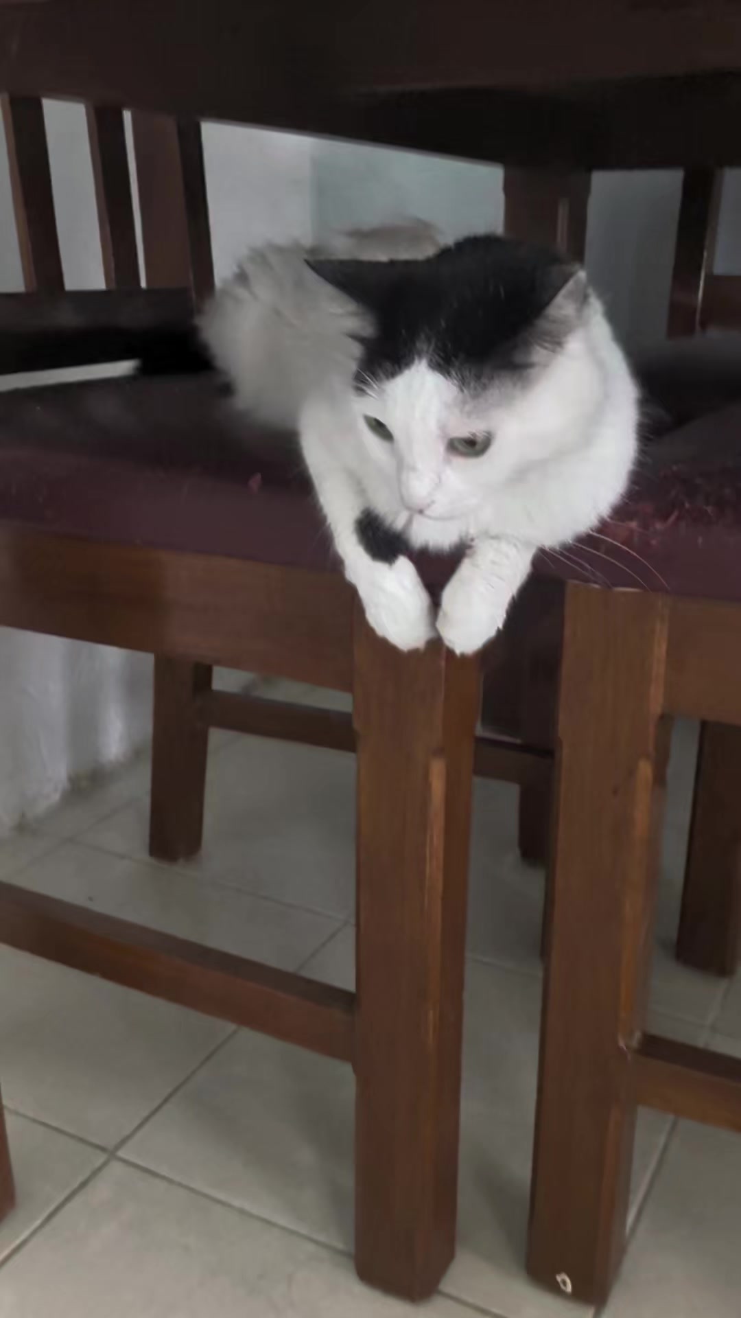 @Boinas 🐱